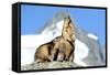 Rocks, Groundhog, Marmot-Reiner Bernhardt-Framed Stretched Canvas