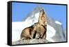 Rocks, Groundhog, Marmot-Reiner Bernhardt-Framed Stretched Canvas