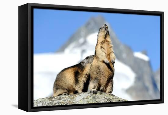 Rocks, Groundhog, Marmot-Reiner Bernhardt-Framed Stretched Canvas