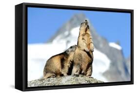 Rocks, Groundhog, Marmot-Reiner Bernhardt-Framed Stretched Canvas