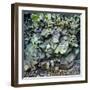 Rocks Iceland 6-Moises Levy-Framed Photographic Print