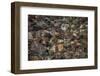 Rocks under water, Lakeshore Trail, Colter Bay, Grand Tetons National Park, Wyoming, USA-Roddy Scheer-Framed Photographic Print