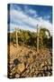 Rocks Vineyard, Washington, USA-Richard Duval-Stretched Canvas