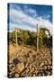 Rocks Vineyard, Washington, USA-Richard Duval-Stretched Canvas