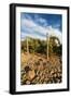 Rocks Vineyard, Washington, USA-Richard Duval-Framed Photographic Print