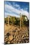 Rocks Vineyard, Washington, USA-Richard Duval-Mounted Photographic Print