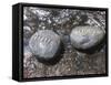 Rocks with the Words Imagine and Create in Water-null-Framed Stretched Canvas