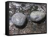 Rocks with the Words Imagine and Create in Water-null-Framed Stretched Canvas