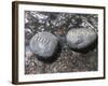 Rocks with the Words Imagine and Create in Water-null-Framed Photographic Print