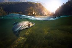 Fishing. Close-Up Shut of a Fish Hook under Water-Rocksweeper-Mounted Photographic Print