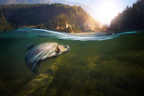 Photographic Print, , large