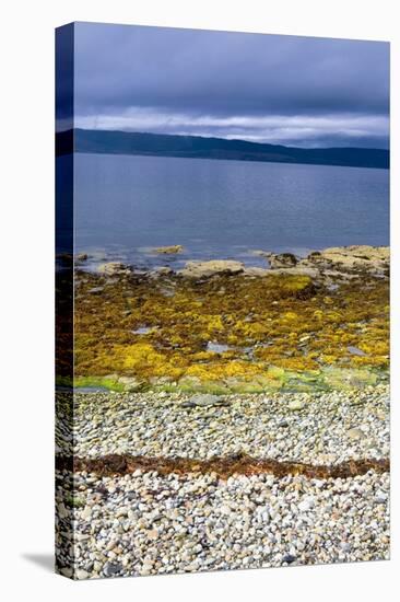 Rocky Beach with Pebbles and Seaweed-null-Stretched Canvas