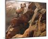 Rocky Bighorn-Steve Hunziker-Mounted Art Print
