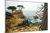 Rocky Cliff and Trees in Carmel near Pebble Beach. Carmel, California, Usa.-Lynn Y-Mounted Photographic Print