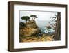 Rocky Cliff and Trees in Carmel near Pebble Beach. Carmel, California, Usa.-Lynn Y-Framed Photographic Print