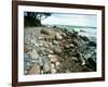 Rocky Coastline and Rainbow, Jasmund National Park, Island of Ruegen, Germany-Christian Ziegler-Framed Photographic Print