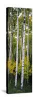 Rocky Mountain Aspen Forest-null-Stretched Canvas