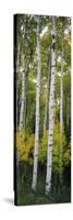 Rocky Mountain Aspen Forest-null-Stretched Canvas