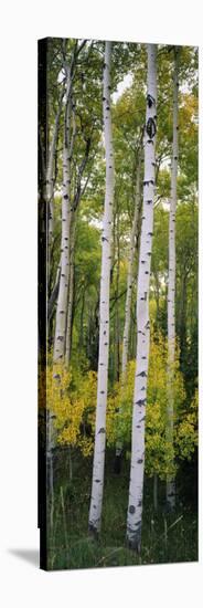 Rocky Mountain Aspen Forest-null-Stretched Canvas