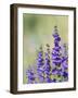 Rocky Mountain Beardtongue, Rocky Mountain Penstemon flowers, Sandia Mountains, New Mexico-Maresa Pryor-Framed Photographic Print