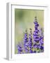 Rocky Mountain Beardtongue, Rocky Mountain Penstemon flowers, Sandia Mountains, New Mexico-Maresa Pryor-Framed Photographic Print