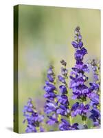 Rocky Mountain Beardtongue, Rocky Mountain Penstemon flowers, Sandia Mountains, New Mexico-Maresa Pryor-Stretched Canvas