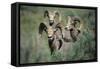 Rocky Mountain Bighorn ram.-Richard Wright-Framed Stretched Canvas