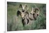 Rocky Mountain Bighorn ram.-Richard Wright-Framed Photographic Print