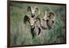 Rocky Mountain Bighorn ram.-Richard Wright-Framed Photographic Print