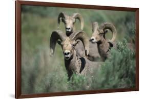 Rocky Mountain Bighorn ram.-Richard Wright-Framed Photographic Print