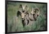 Rocky Mountain Bighorn ram.-Richard Wright-Framed Photographic Print