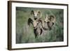 Rocky Mountain Bighorn ram.-Richard Wright-Framed Photographic Print