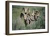 Rocky Mountain Bighorn ram.-Richard Wright-Framed Photographic Print