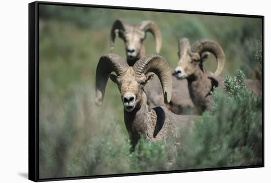 Rocky Mountain Bighorn ram.-Richard Wright-Framed Stretched Canvas