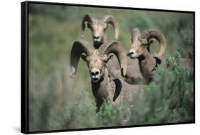 Rocky Mountain Bighorn ram.-Richard Wright-Framed Stretched Canvas