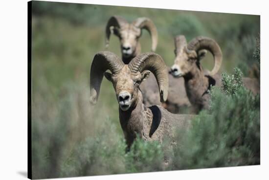 Rocky Mountain Bighorn ram.-Richard Wright-Stretched Canvas