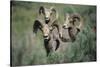 Rocky Mountain Bighorn ram.-Richard Wright-Stretched Canvas