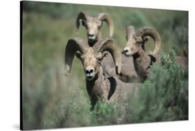 Rocky Mountain Bighorn ram.-Richard Wright-Stretched Canvas