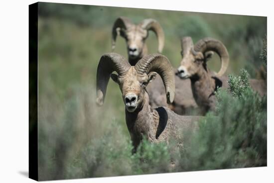 Rocky Mountain Bighorn ram.-Richard Wright-Stretched Canvas