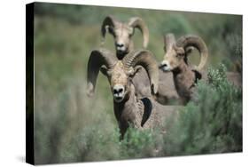 Rocky Mountain Bighorn ram.-Richard Wright-Stretched Canvas