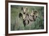 Rocky Mountain Bighorn ram.-Richard Wright-Framed Photographic Print