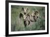 Rocky Mountain Bighorn ram.-Richard Wright-Framed Photographic Print