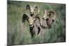 Rocky Mountain Bighorn ram.-Richard Wright-Mounted Photographic Print