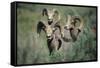 Rocky Mountain Bighorn ram.-Richard Wright-Framed Stretched Canvas