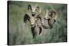 Rocky Mountain Bighorn ram.-Richard Wright-Stretched Canvas