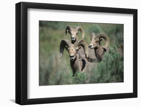 Rocky Mountain Bighorn ram.-Richard Wright-Framed Photographic Print