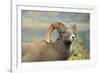 Rocky Mountain Bighorn Sheep Ewe in the Cascade Mts, Canada-Richard Wright-Framed Photographic Print