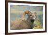 Rocky Mountain Bighorn Sheep Ewe in the Cascade Mts, Canada-Richard Wright-Framed Photographic Print