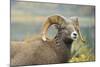 Rocky Mountain Bighorn Sheep Ewe in the Cascade Mts, Canada-Richard Wright-Mounted Photographic Print