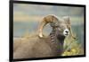 Rocky Mountain Bighorn Sheep Ewe in the Cascade Mts, Canada-Richard Wright-Framed Photographic Print